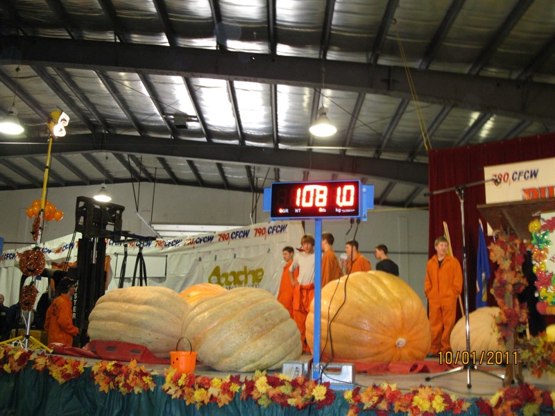 Pumpkin_Weighing.JPG